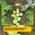 Petani Timun Suri di Majalengka Untung Besar saat Ramadhan 2026, Panen Sampai 7 Ton Per Hari