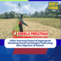 VIRAL Seorang Petani di Ngamprah Bandung Barat Kehilangan Padi yang Baru Dipanen di Sawah