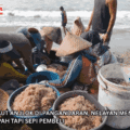 Harga Hasil Laut Anjlok di Pangandaran, Nelayan Mengeluh Udang Krosok Melimpah Tapi Sepi Pembeli